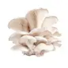 Oyster Mushroom